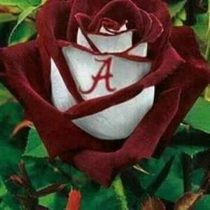 Meet your Posher, Jacky